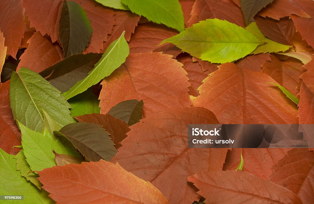 Autumn leaves background  Autumn Stock Photo