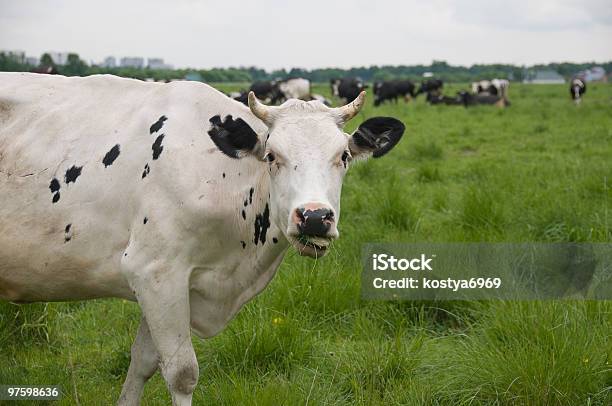 Cow And The Photographer-foton och fler bilder på Bakgrund - Bakgrund, Behornad, Betesmark