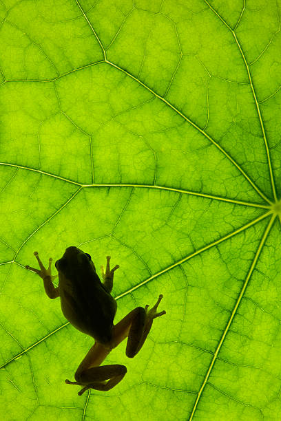 лягушка на дно в виде тропических листьев - camouflage animal frog tree frog стоковые фото и изображения