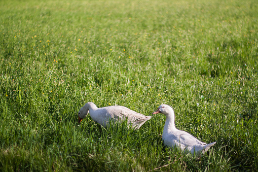 Two gooses walking on the geass field