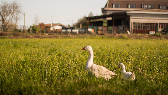 Two gooses walking on the geass field in front of the farm