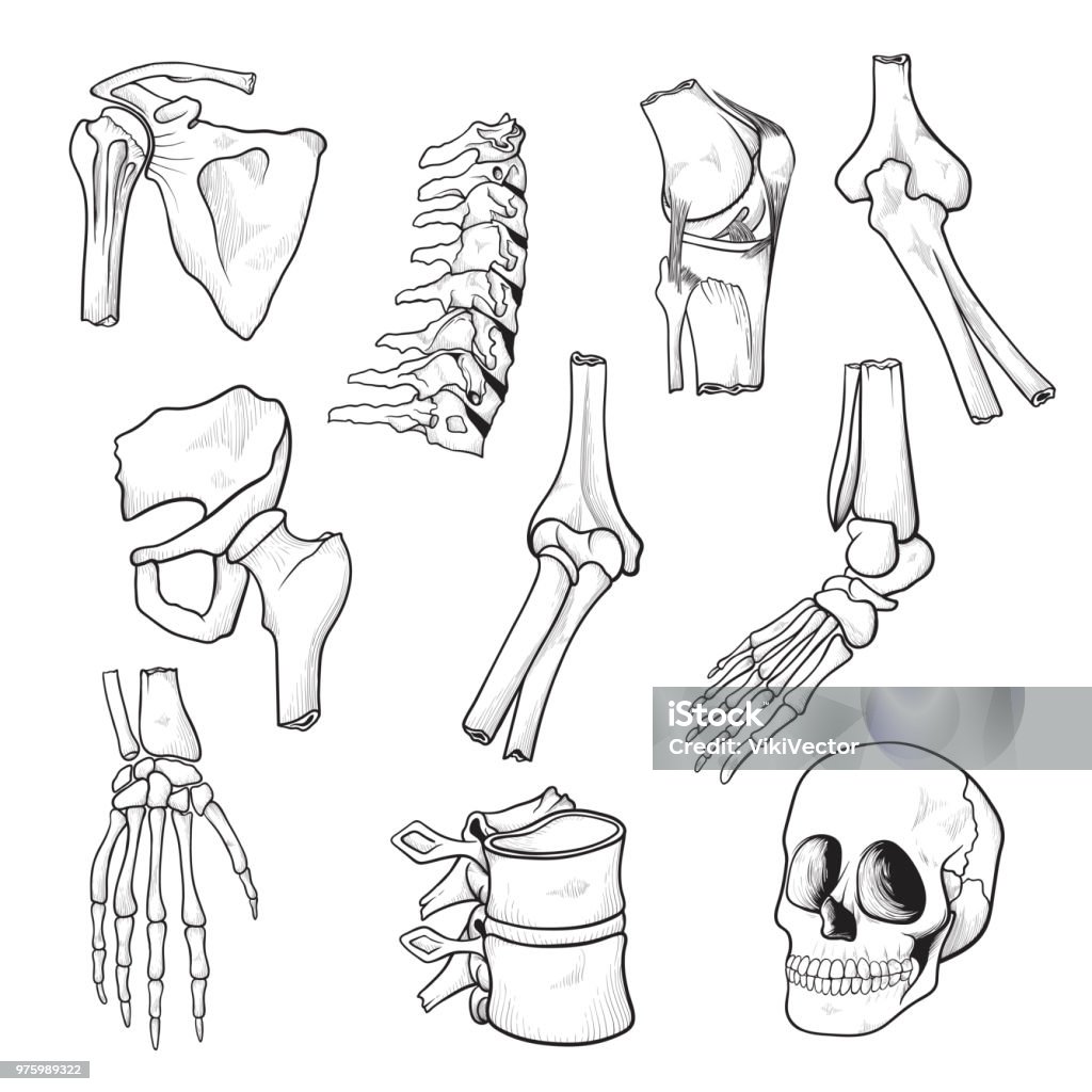 Ilustración de Dibujo Humano De Huesos Y Articulaciones y más Vectores  Libres de Derechos de Anatomía - Anatomía, Codo, Croquis - iStock