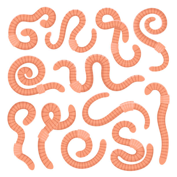 regenwürmer kriechen festlegen - fishing worm stock-grafiken, -clipart, -cartoons und -symbole