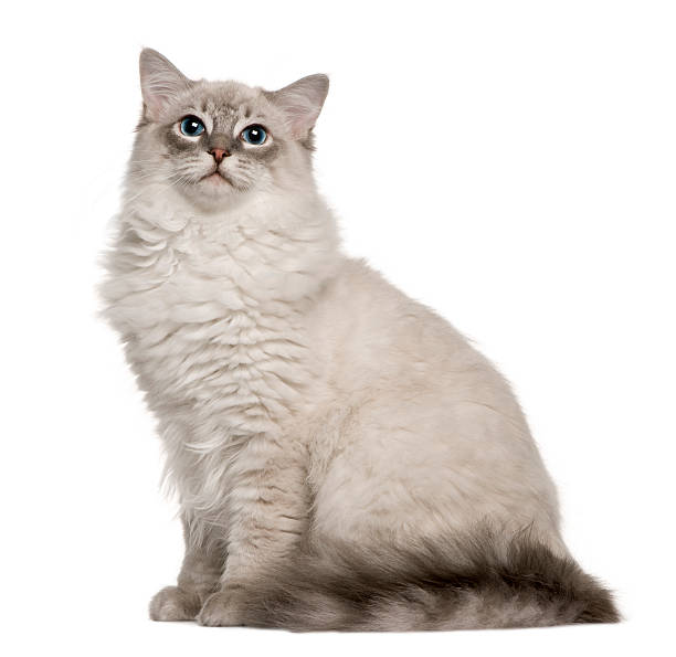 istock Side view of Ragdoll sitting and looking up 97598995