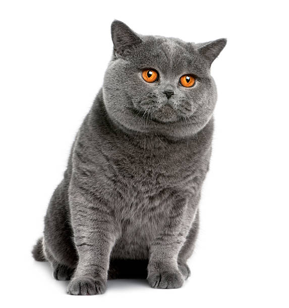 istock Front view of british shorthair, sitting and looking away 97598998