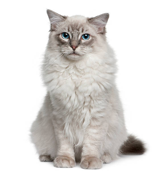 istock Front view of Ragdoll, sitting and looking the camera 97598999