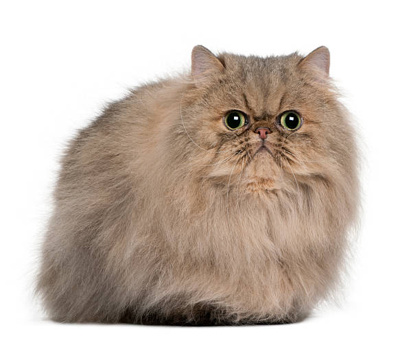 istock Front view of Persian, sitting and looking the camera 97599009