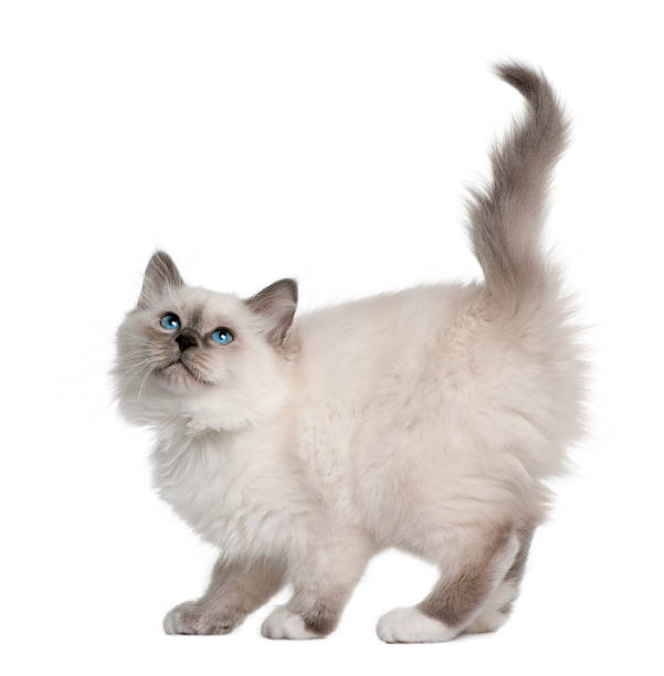 istock Side view of Birman kitten standing and looking up 97599014