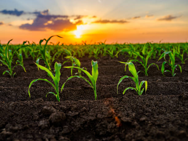 istock Green corn maize plants on a field. Agricultural landscape 975995648