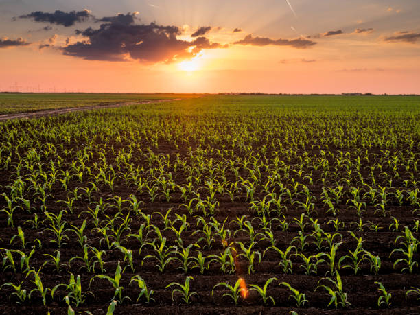 istock Green corn maize plants on a field. Agricultural landscape 975996240