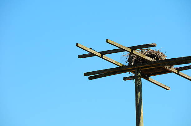 birds nest - parris island bildbanksfoton och bilder