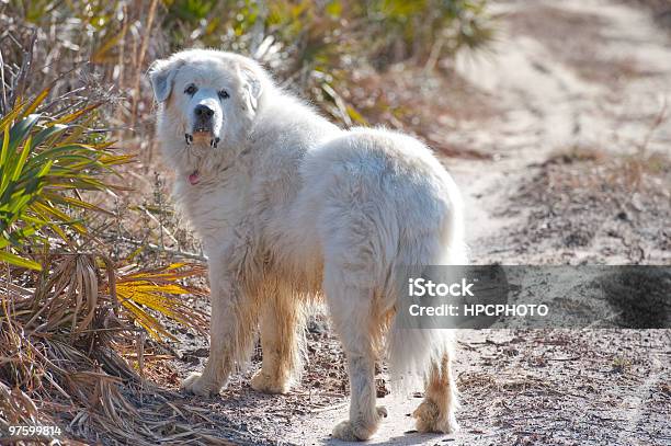Great Pyrenees On Natural Terrain Stock Photo - Download Image Now - Pyrenean Mountain Dog, Dog, Animal