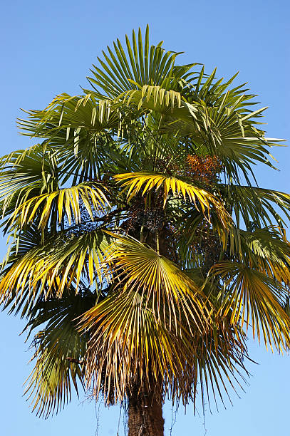 Palm tree stock photo