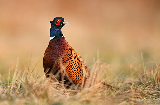 Ringneck Pheasant (Phasianus colchicus)