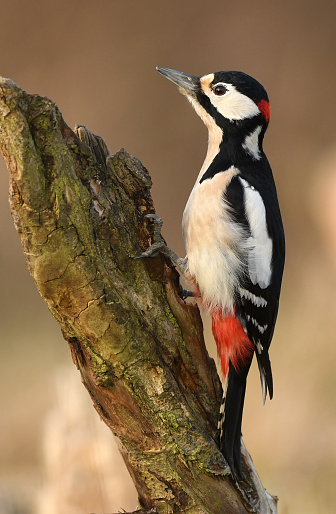 Great Spotted Woodpecker (Dendrocopos major)