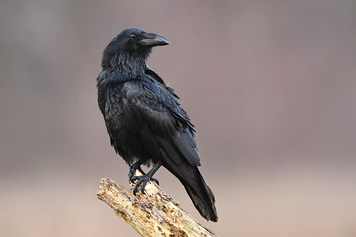 Black background American Crow profile close up shot