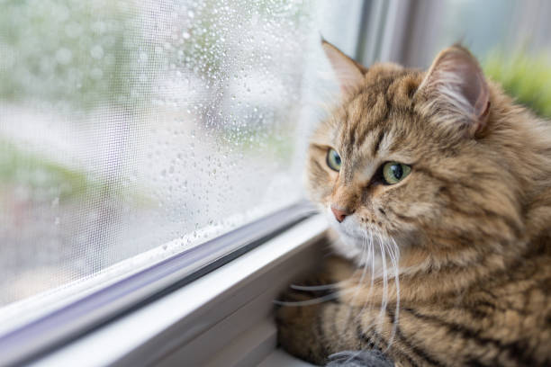 chat près de fenêtre en jour de pluie - rainy season photos et images de collection