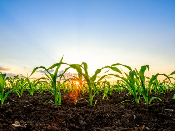 istock Green corn maize plants on a field. Agricultural landscape 975999128