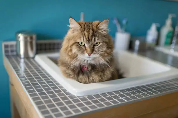 Photo of Cat waiting in bathroom sink