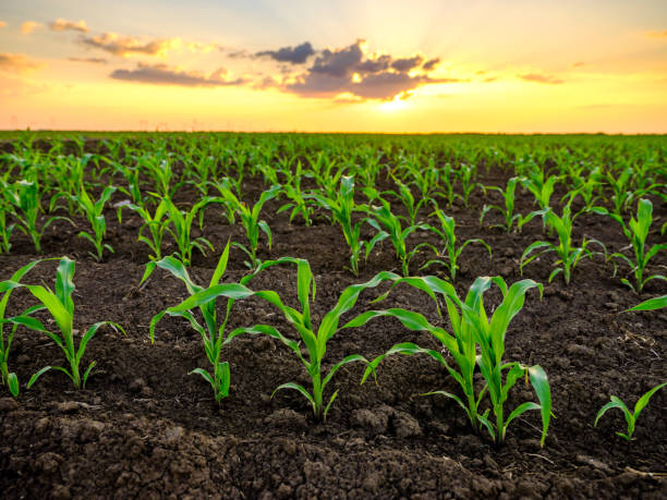 istock Green corn maize plants on a field. Agricultural landscape 975999782