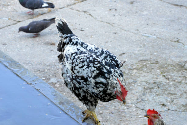 The Silver Spangled Hamburg or Hamburgh rooster
