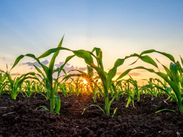 istock Green corn maize plants on a field. Agricultural landscape 976001332