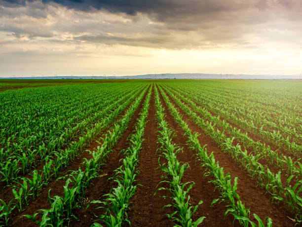 istock Green corn maize plants on a field. Agricultural landscape 976001892