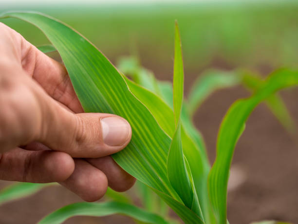 istock Green corn maize plants on a field. Agricultural landscape 976004480