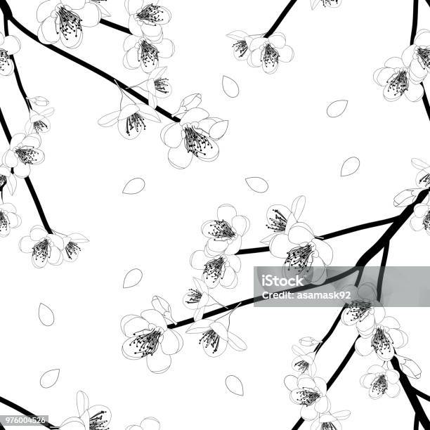 Prunus Persica Outline Peach Flower Blossom On White Background Stock Illustration - Download Image Now