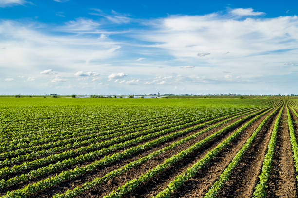 istock Green ripening soybean field, agricultural landscape 976005368