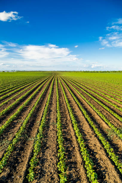 istock Green ripening soybean field, agricultural landscape 976006482