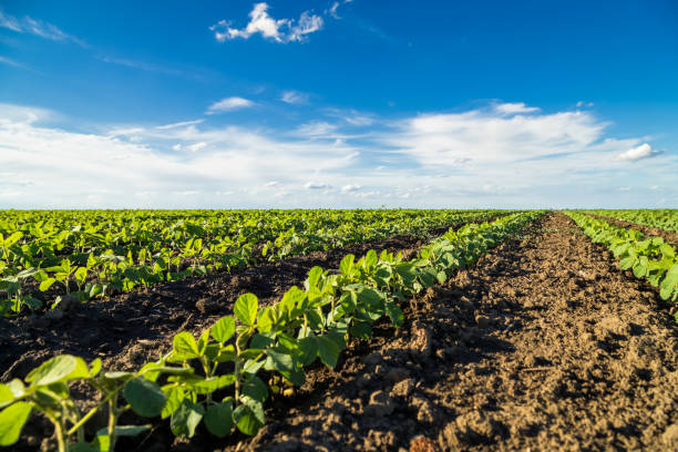 istock Green ripening soybean field, agricultural landscape 976006690