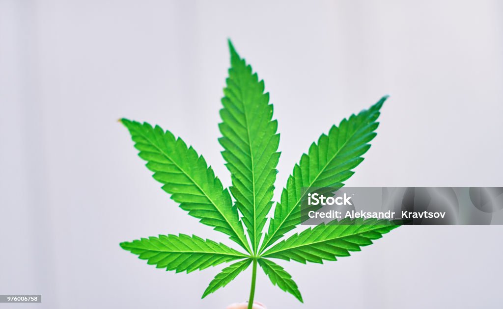 Großes Blatt von Cannabis, Marihuana-close-up auf der Hintergrund jedoch unscharf. Kopieren Sie Raum. Konzept der Anbau von Hanf - Lizenzfrei Agrarbetrieb Stock-Foto Großes Blatt von Cannabis, Marihuana-close-up auf der Hintergrund jedoch unscharf. Kopieren Sie Raum. Konzept der Anbau von Hanf - Lizenzfrei Agrarbetrieb Stock-Foto