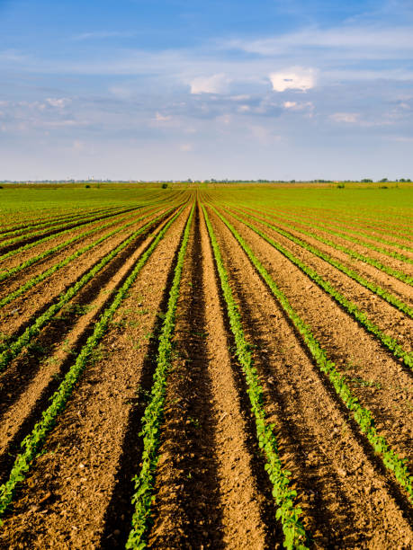 istock Green ripening soybean field, agricultural landscape 976007438
