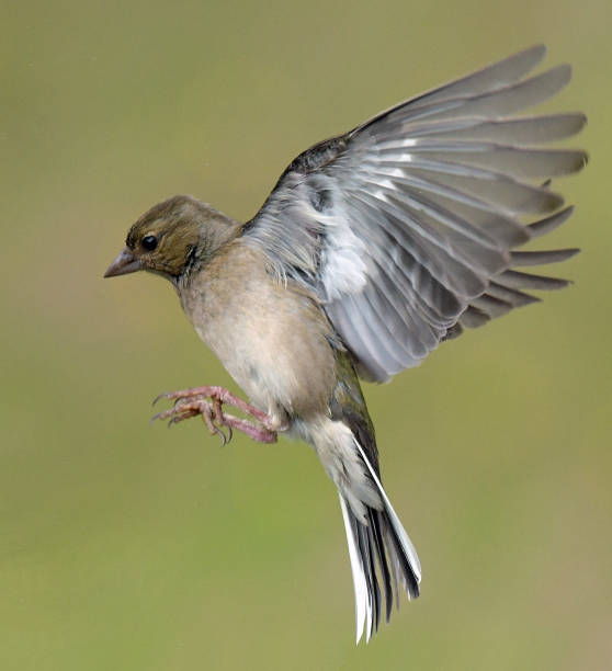 istock Female Chaffinch in flight 976010278