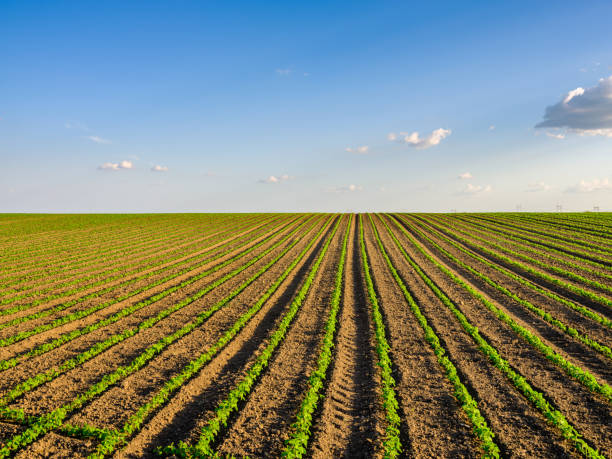 istock Green ripening soybean field, agricultural landscape 976010454