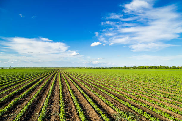 istock Green ripening soybean field, agricultural landscape 976011032