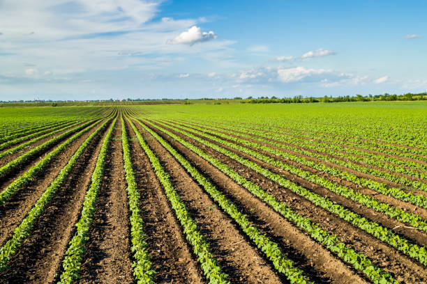 istock Green ripening soybean field, agricultural landscape 976011280