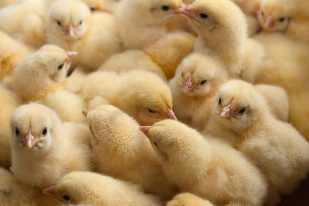 un montón de pollitos amarillos o pollo del bebé en la granja para el cultivo de pollo - young bird poultry chicken livestock fotografías e imágenes de stock