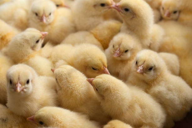A lot of yellow chicks or baby chicken on the farm for growing chicken stock photo