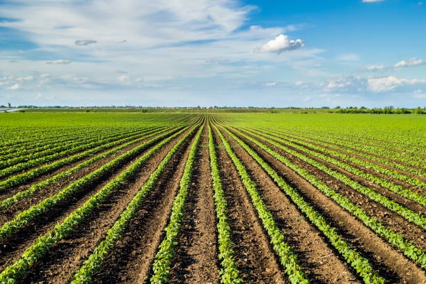 istock Green ripening soybean field, agricultural landscape 976012594