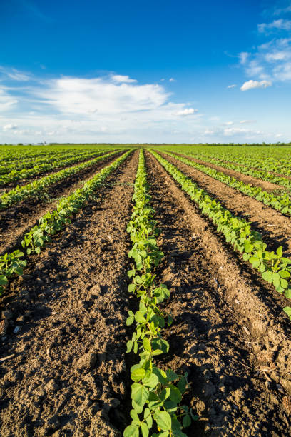 istock Green ripening soybean field, agricultural landscape 976012846