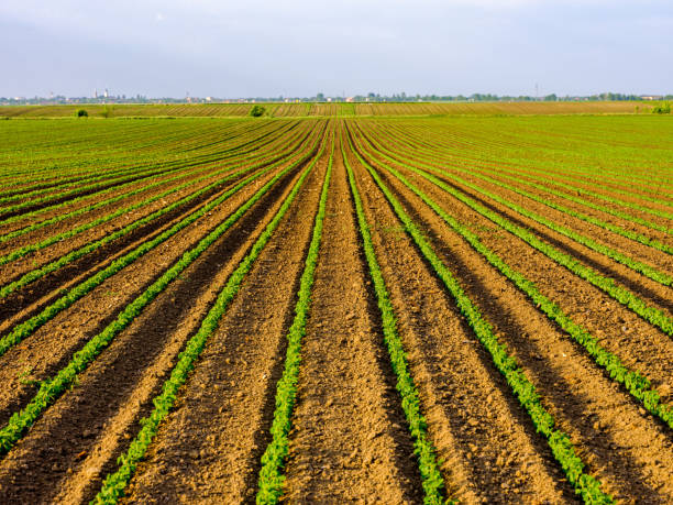 istock Green ripening soybean field, agricultural landscape 976016752