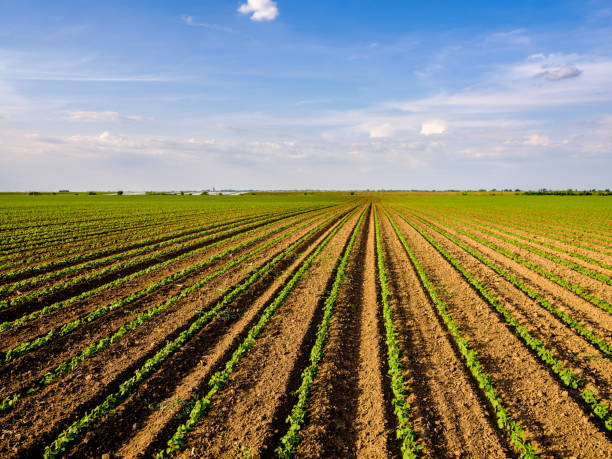 istock Green ripening soybean field, agricultural landscape 976018746