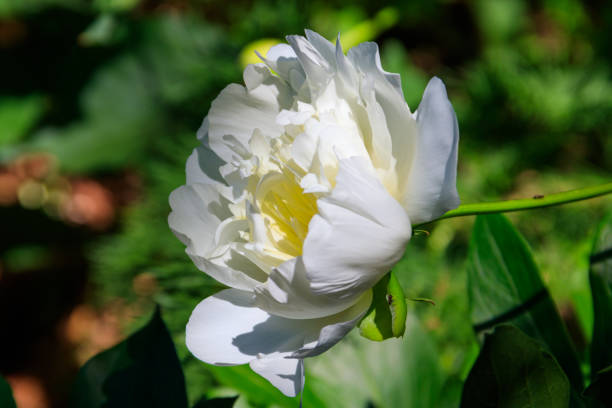 istock White peony in the garden 976036646