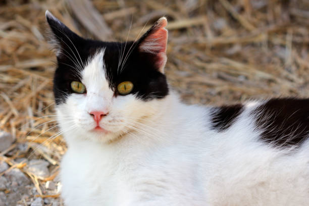 istock Black-white cat in the countryside 976036818