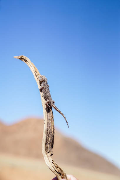 Wedge foot gecko climbing on stick,