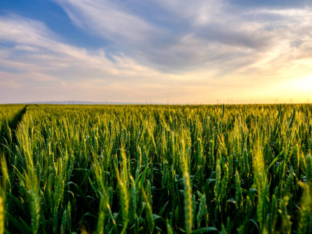istock Green wheat field, agricultural landscape. 976044720
