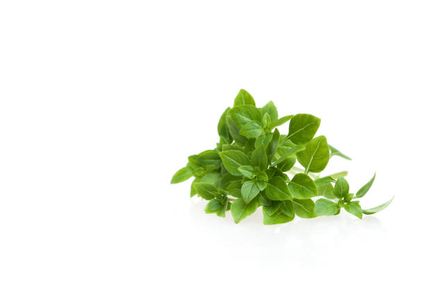 istock Sprig of green Basil isolated on white. Copy space text 976045358