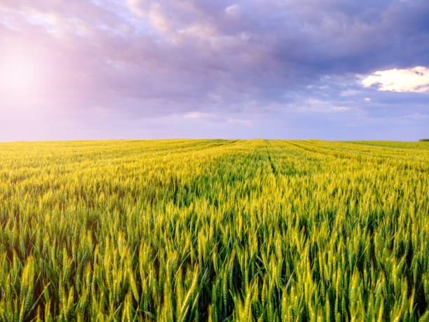 istock Green wheat field, agricultural landscape. 976050980